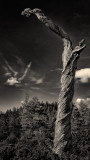 King of the forest, Lava Cast Forest, Oregon