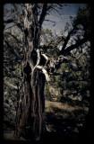 Natures art work - tree trunk