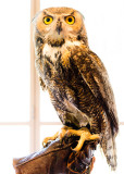 Owl