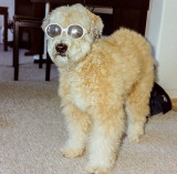 Misty with her shades - 11 months old