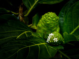 Noni fruit