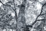 Tree trunk
