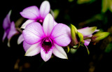 Pink orchid close-up