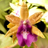 Pink & brown orchid