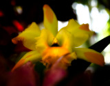 Yellow orchid close-up