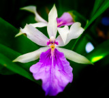 White pink orchid