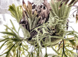 Green leaves