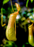 Pitcher Plant