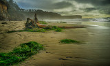 Drift wood on Otter Crest Beach