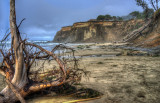 Drift wood on Otter Crest Beach