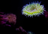 Sea Anemone