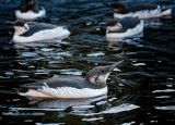 Common Murre