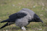 hooded_crow_