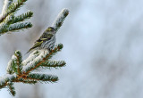 Eurasian Siskin (Grnsiska)