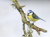 Blue Tit (Blmes)