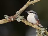 Eurasian Nuthatch (Ntvcka)