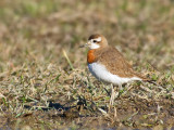 Caspian Plover