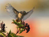 Black Redstart