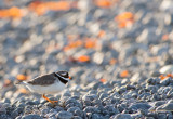 Common Ringed Plover (Strre Strandpipare)