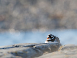 Common Ringed Plover (Strre Strandpipare)