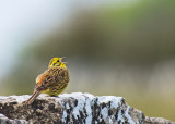 Yellowhammer (Gulsparv)