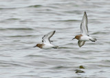 Sanderling (Sandlpare)