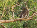 Pygmy Owl (Sparvuggla)