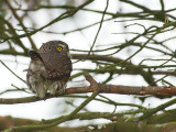 Pygmy Owl (Sparvuggla)