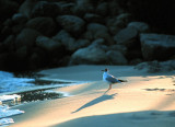 Black-Headed Gull (Skrattms)