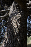 Tree_MG_0473w.jpg