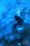 Diver Among Amphora