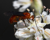 Braconid Wasp