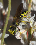 Philanthus Wasp