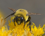 Brown-belted Bumble Bee  Bombus griseocollis