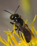 Carpenter Bee  Ceratina subgenus Zadontomerus