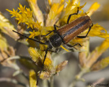  Longhorn Beetle  Crossidius