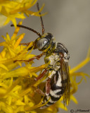 Triepeolus Bee