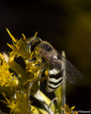 Sand Wasp Bembix