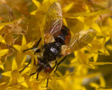 Gymnosoma Fly