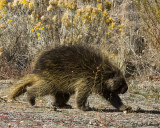 Porcupine Erethizon dorsatum