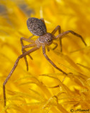 Running Crab Spider Philodromidae
