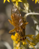 Scathophagid Dung Fly