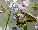 Two-tailed Swallowtail  Papilio multicaudata