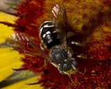 Dianthidium Resin Bee