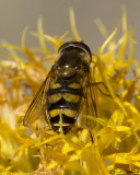 Eupeodes Flower Fly (male)