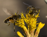 Eristalis Flies