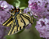 Two-tailed Swallowtail Papilio multicaudatus