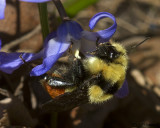 Hunts Bumblebee   Bombus huntii