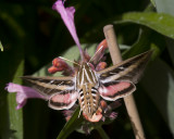 Lined Sphinx Moth