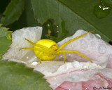 Crab Spider  female